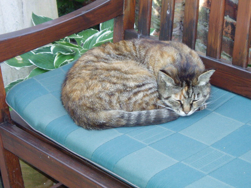 Cat sleeping on a bench