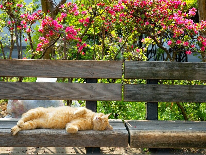 Cat sleeping on a bench