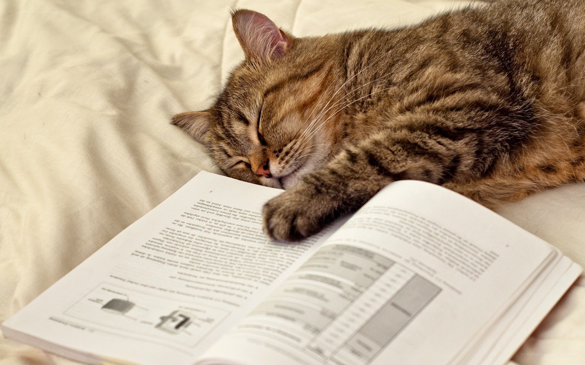 Cat sleeping on a book