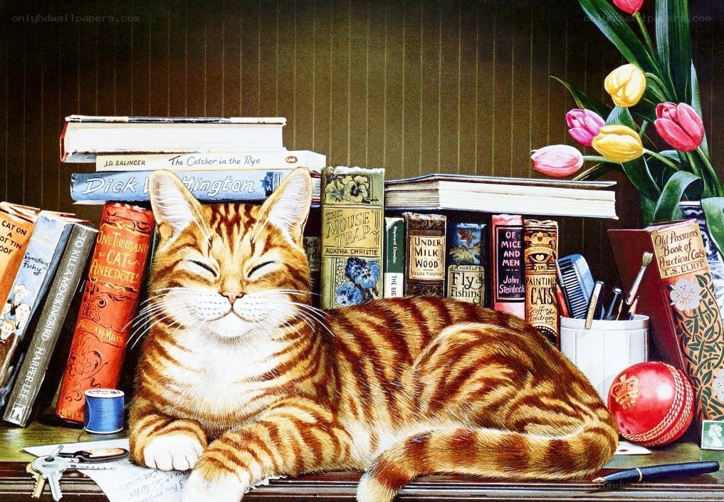 Cat sleeping on a bookshelf