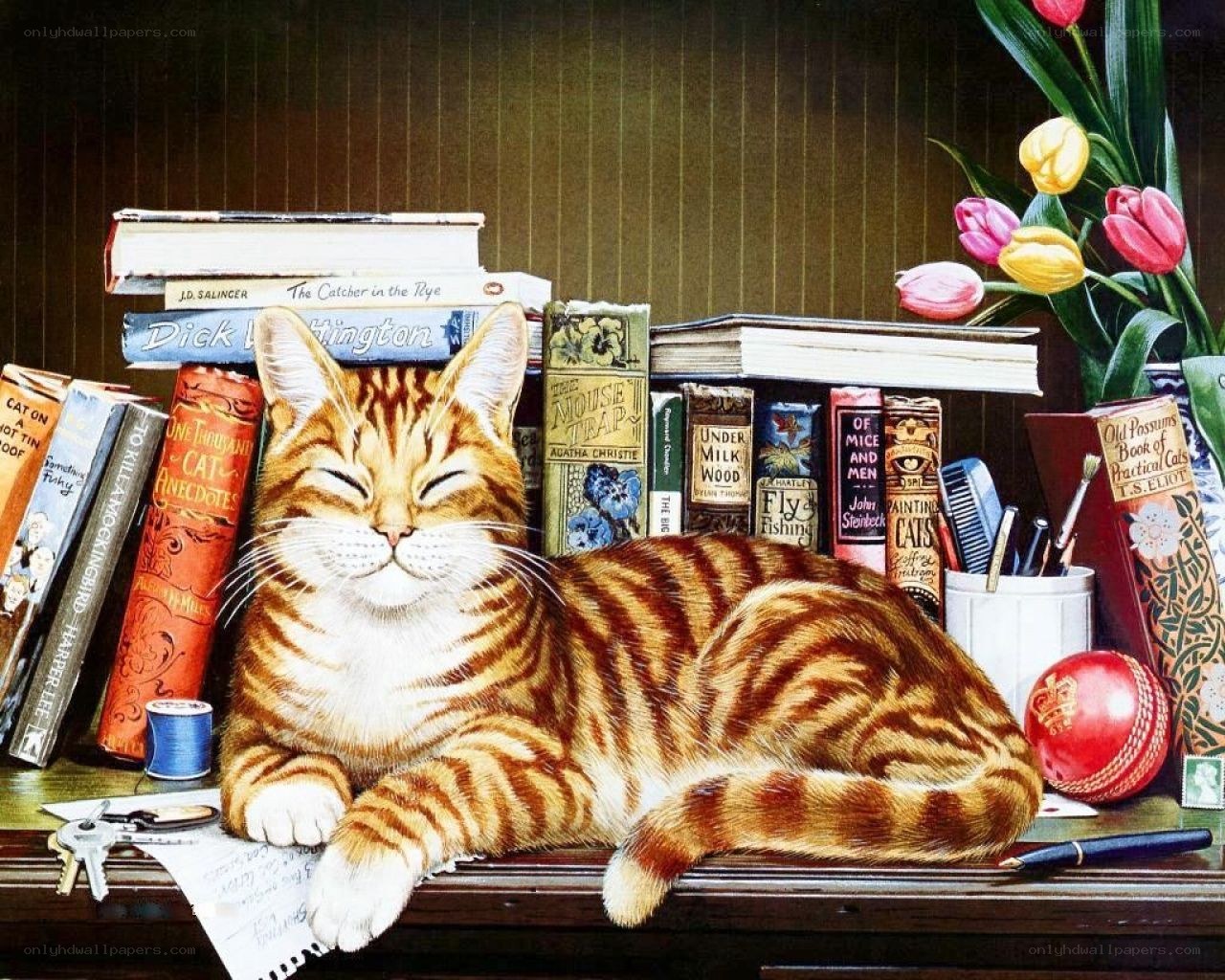 Cat sleeping on a bookshelf
