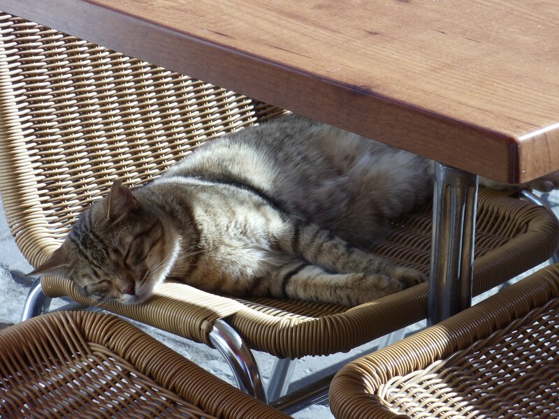Cat sleeping on a chair