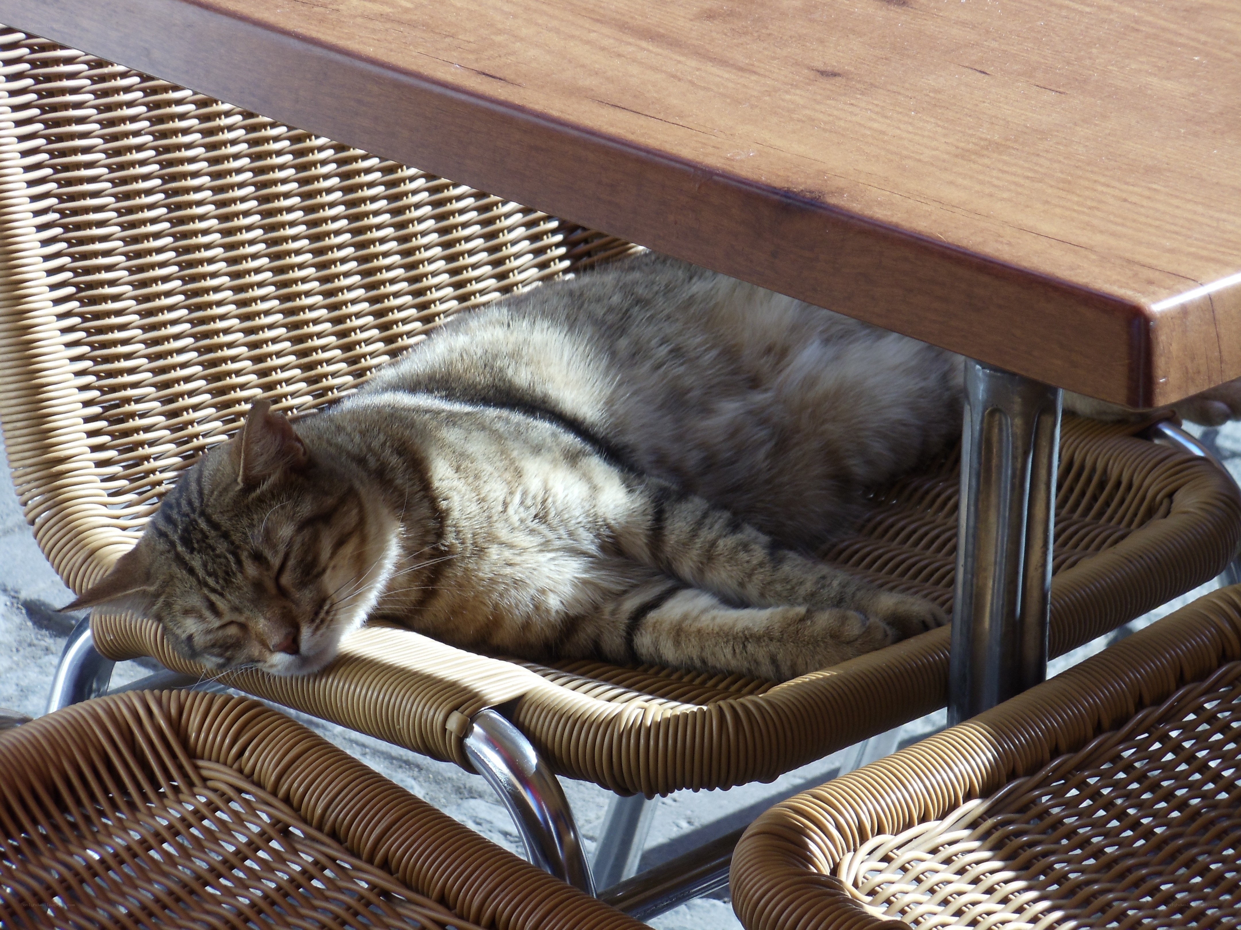 Cat sleeping on a chair