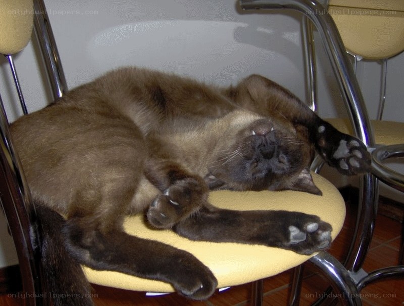 Cat sleeping on a chair