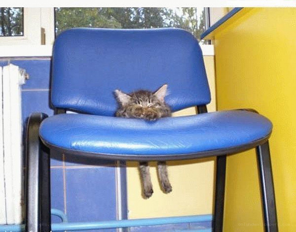 cat sleeping on a chair