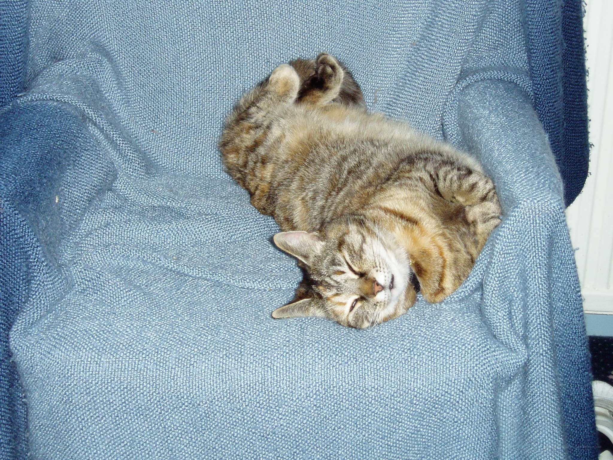 Cat sleeping on a chair