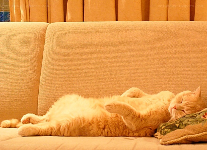 Cat sleeping on a couch