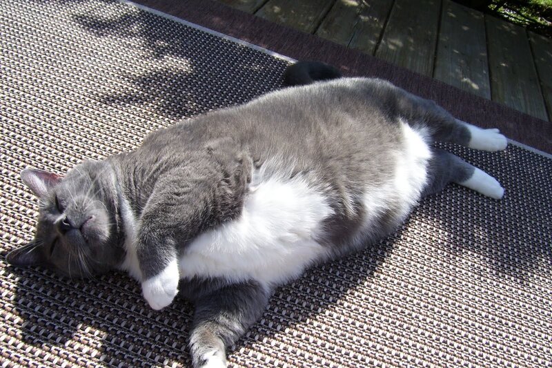 Cat sleeping on a mat