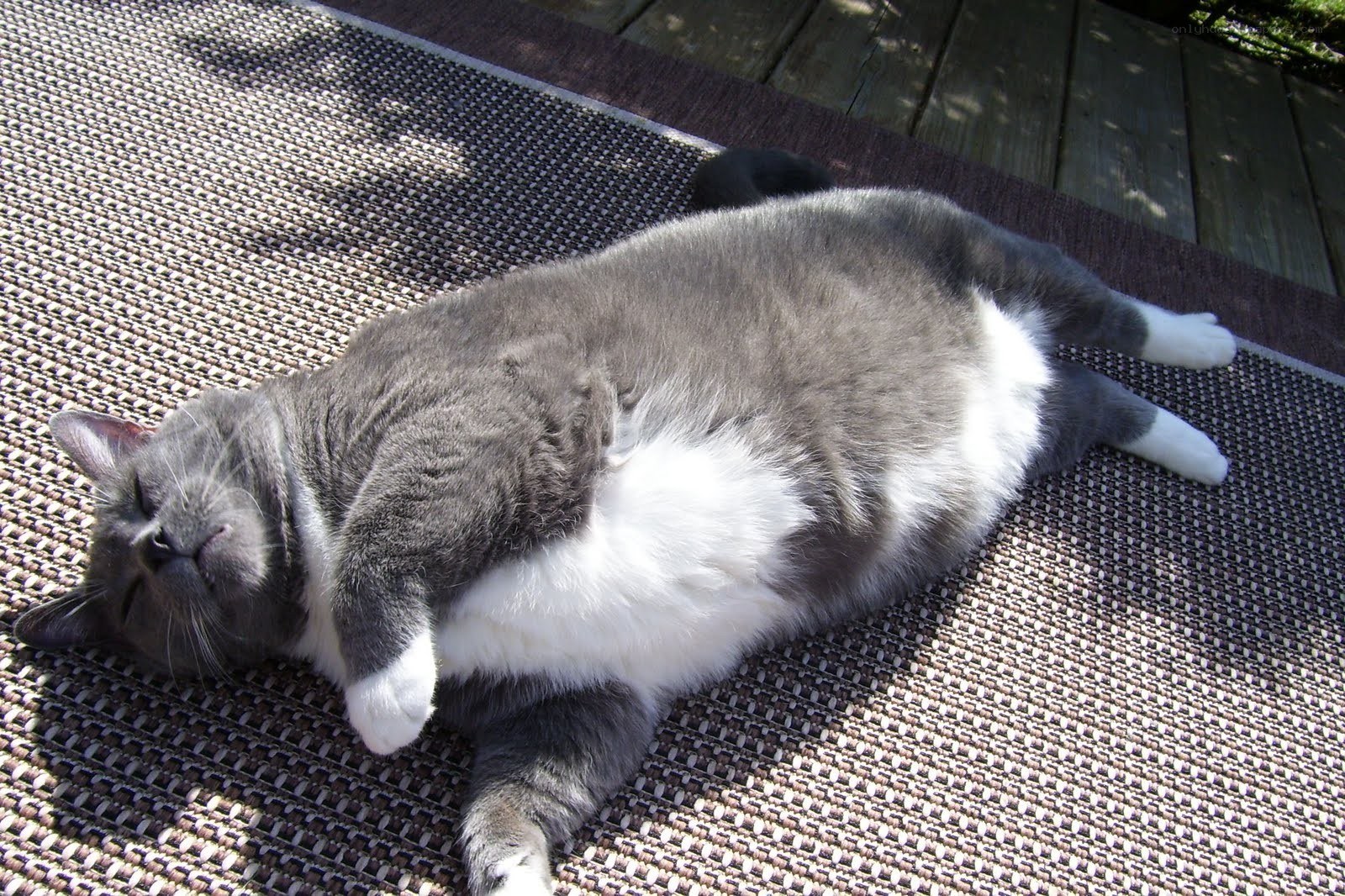 Cat sleeping on a mat