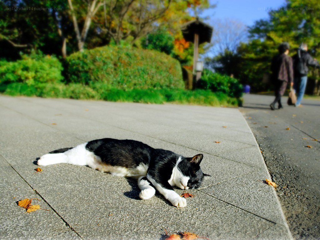 Cat sleeping on a park path