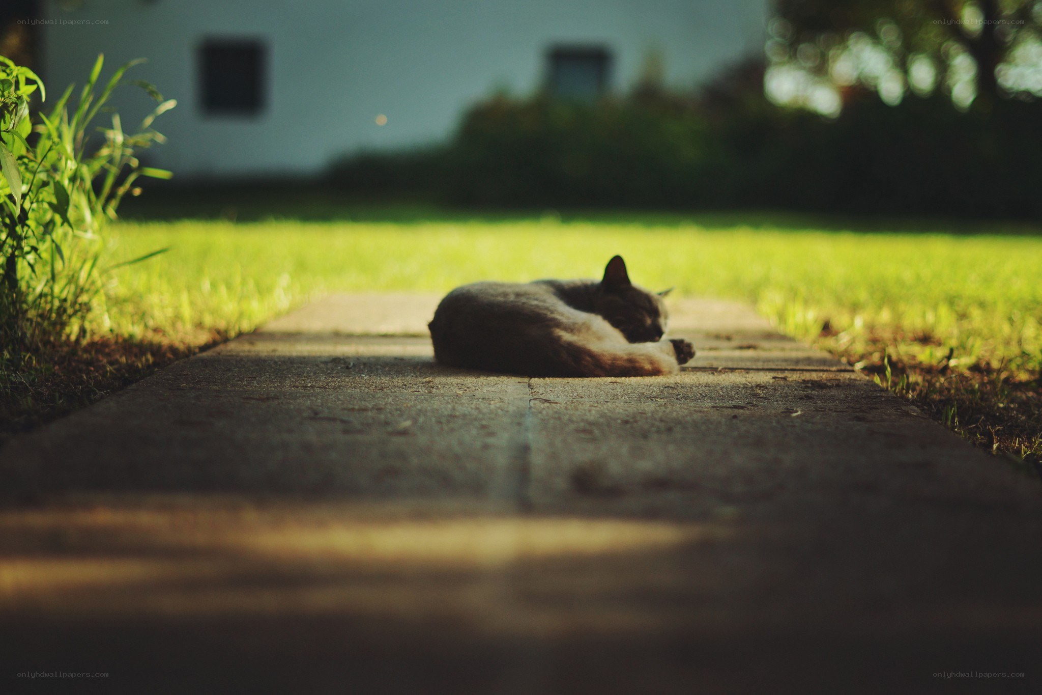 Cat sleeping on a path