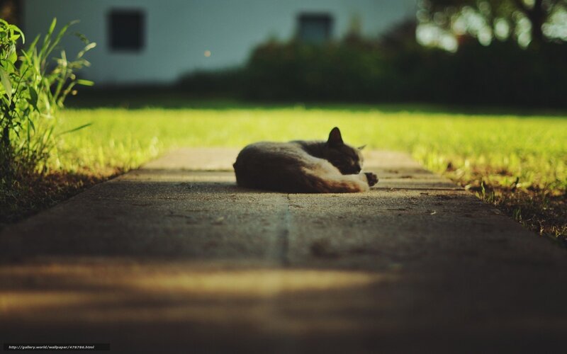 Cat sleeping on a path
