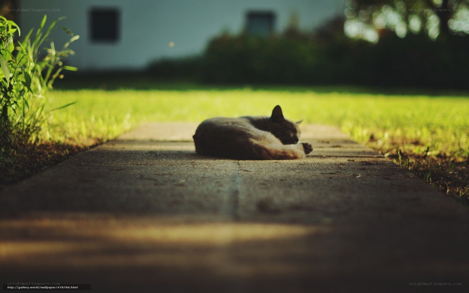 Cat sleeping on a path