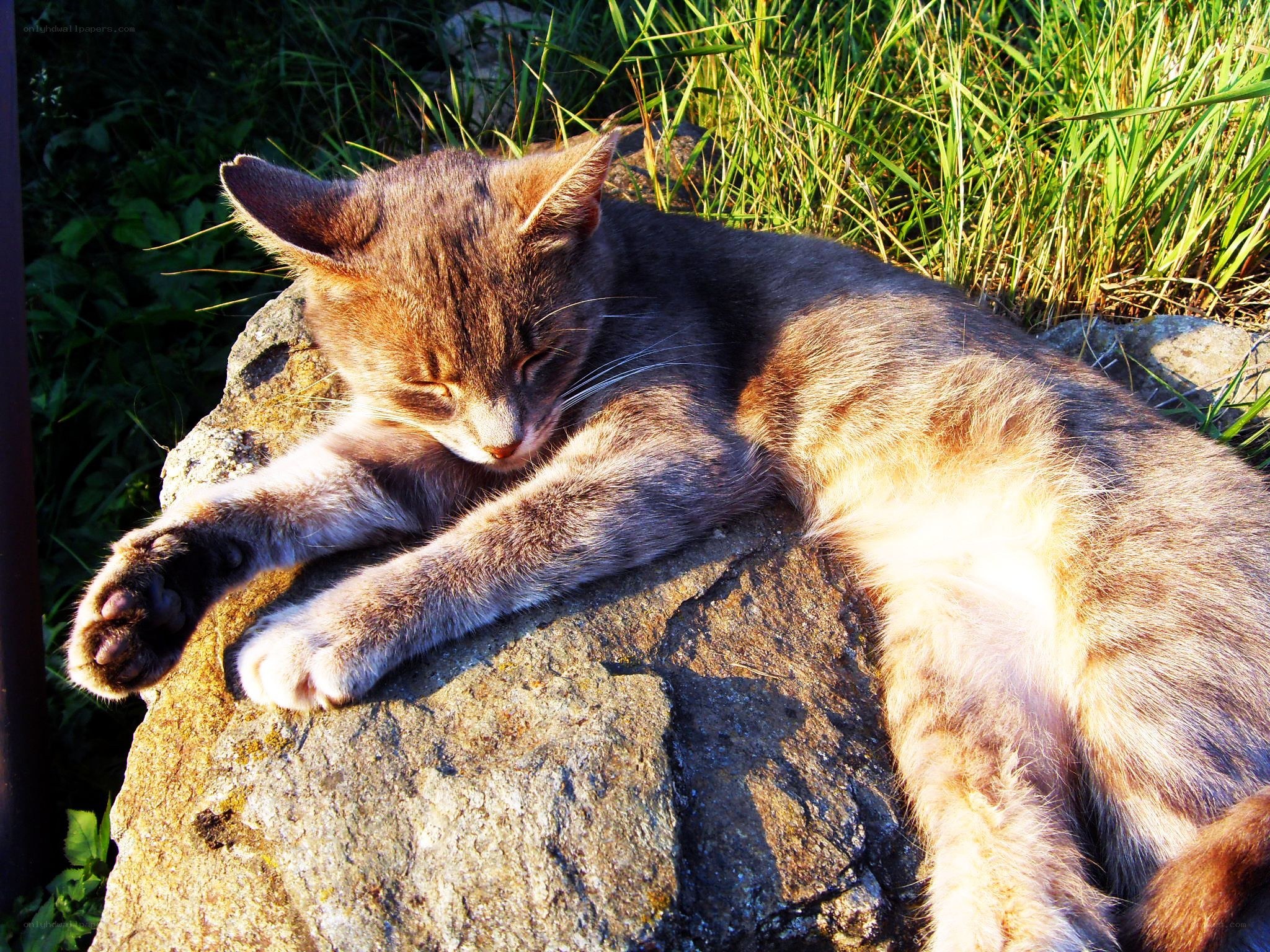 Cat sleeping on a rock