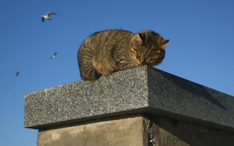 Cat sleeping on a stone pillar