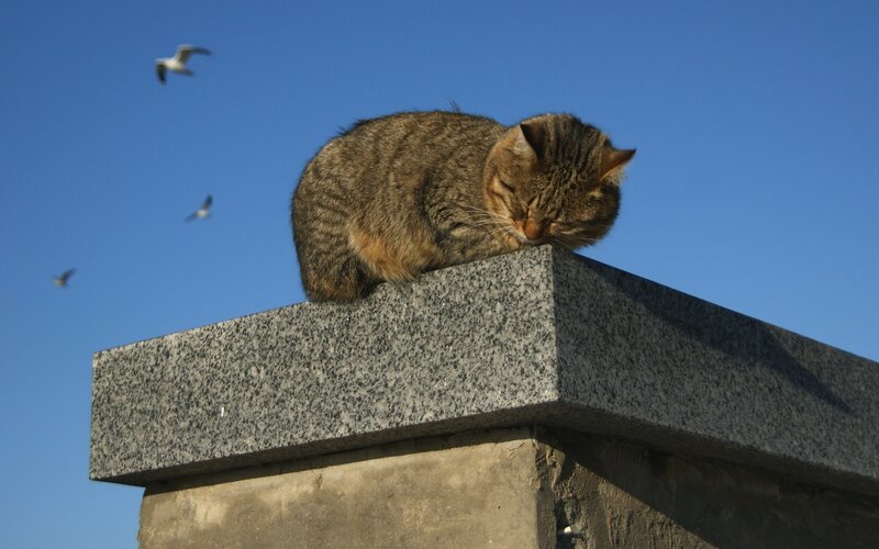 Cat sleeping on a stone pillar