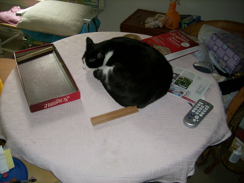 Cat sleeping on a table