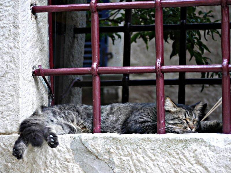 Cat sleeping on a windowsill