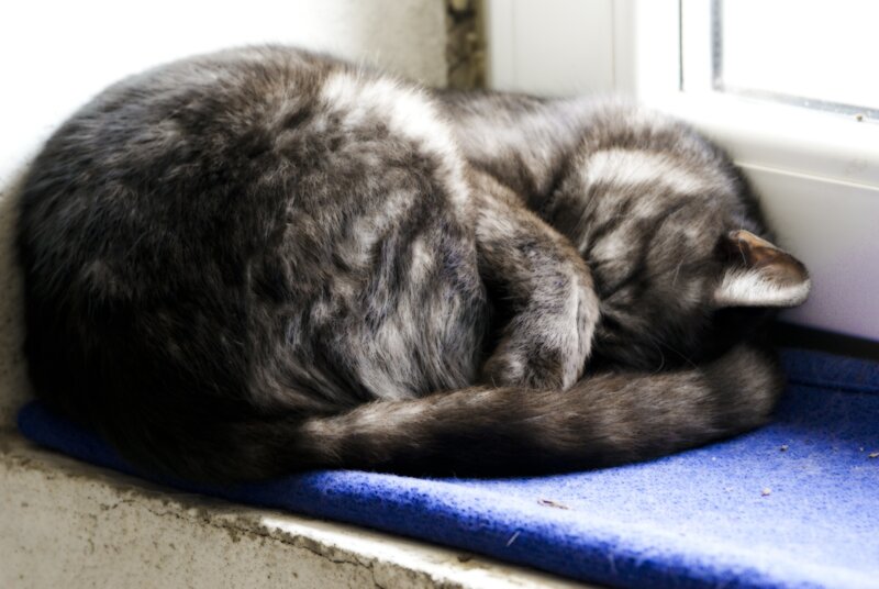 Cat sleeping on a windowsill