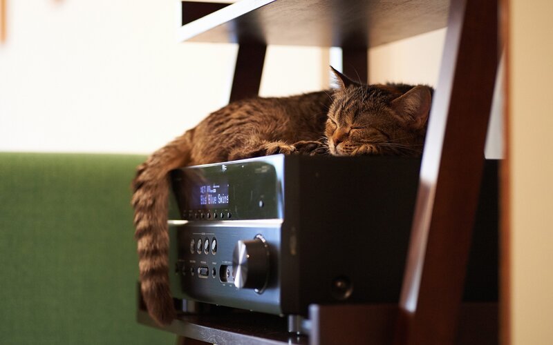 Cat sleeping on audio receiver