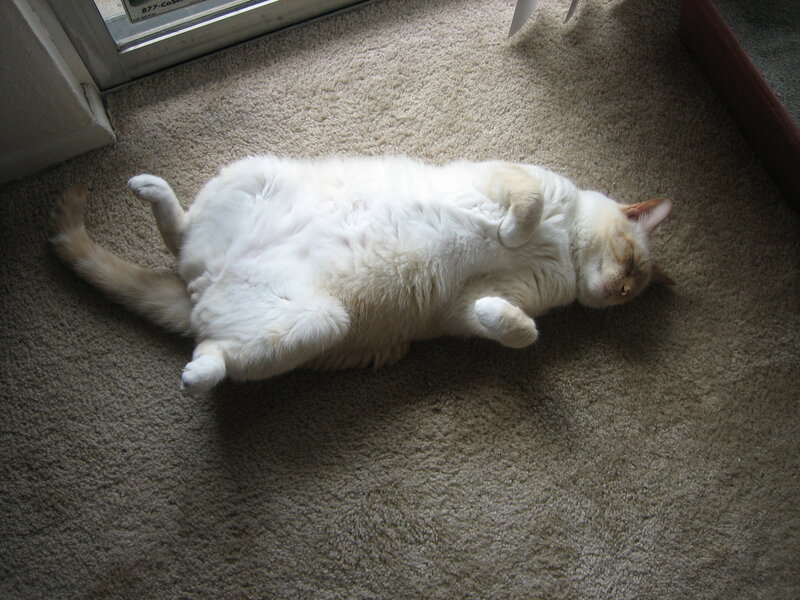 cat sleeping on back