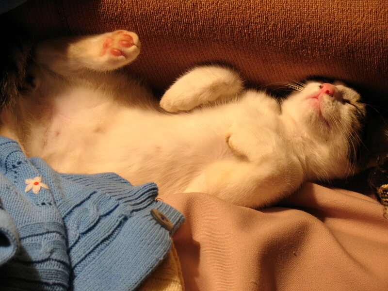 Cat Sleeping on Back — White