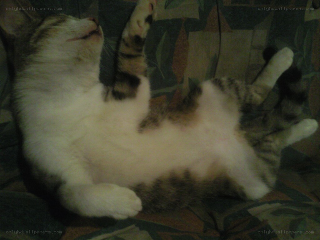 cat sleeping on back