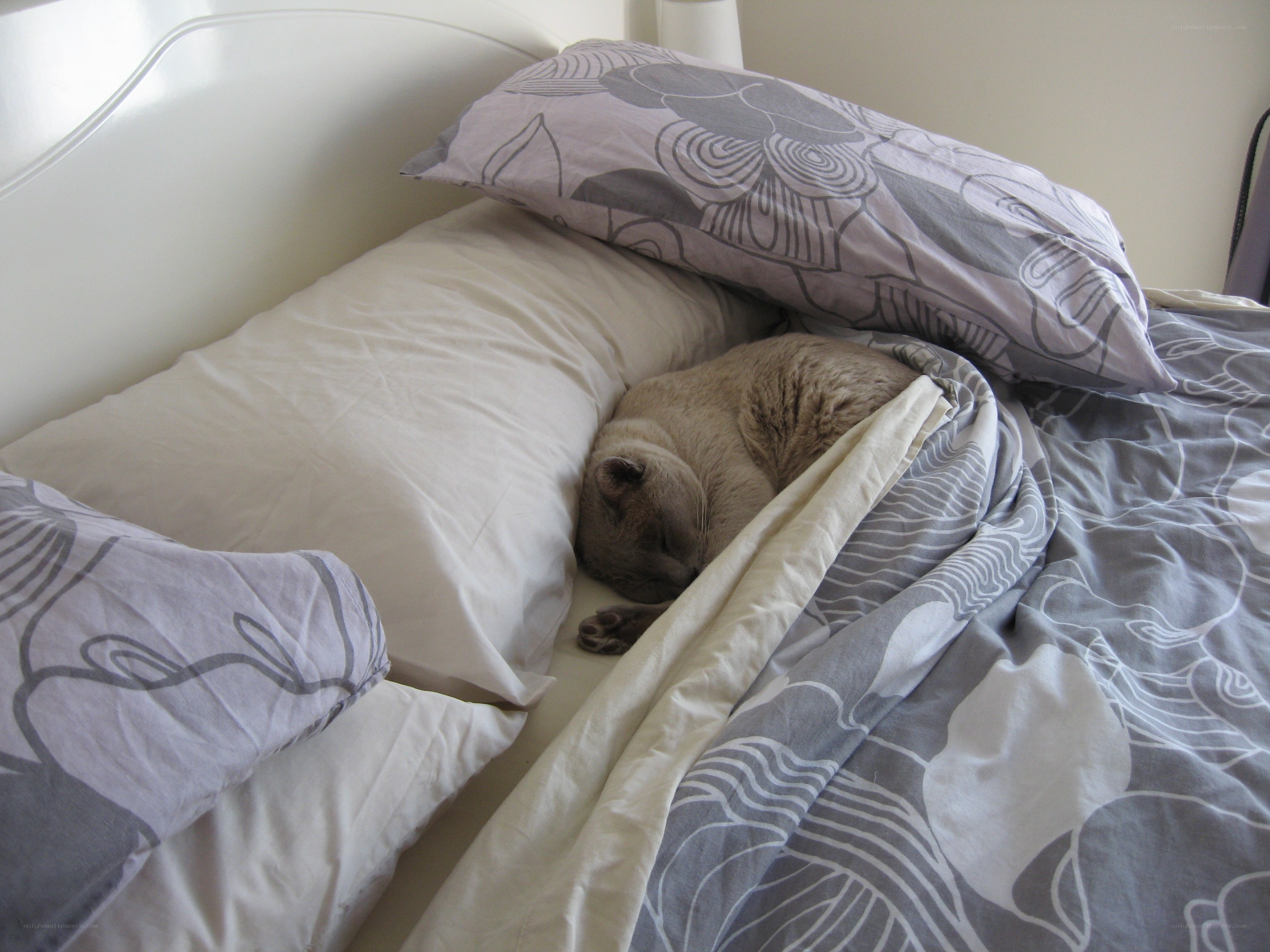 cat sleeping on bed