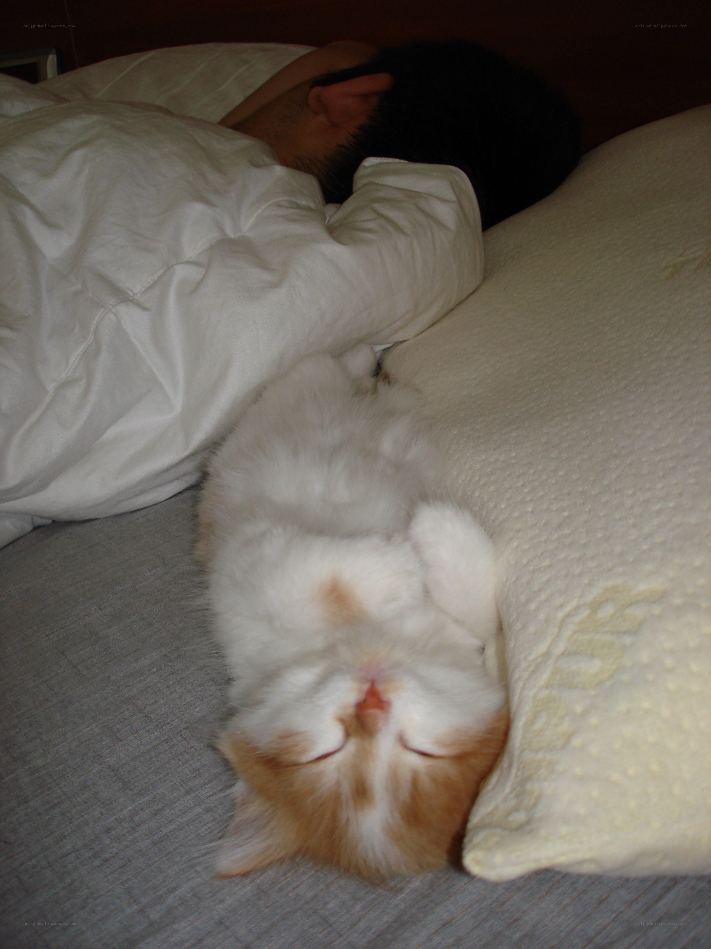cat sleeping on bed