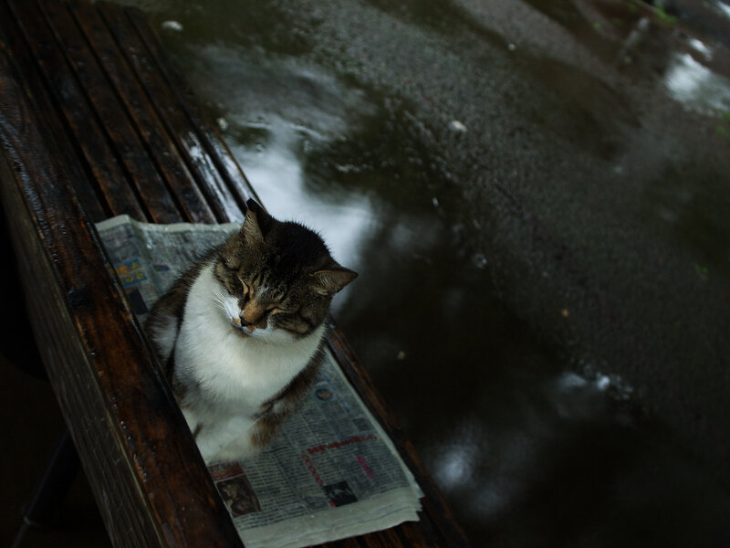cat sleeping on bench