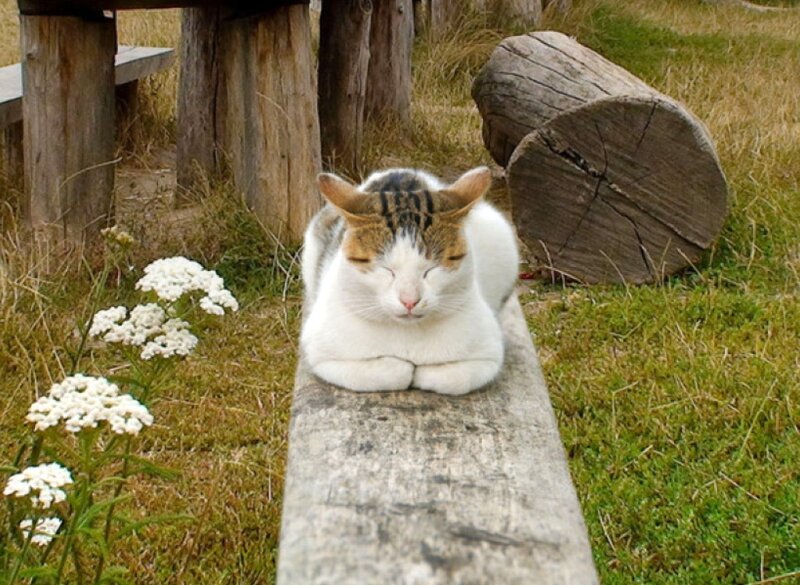 Cat Sleeping on Bench — White