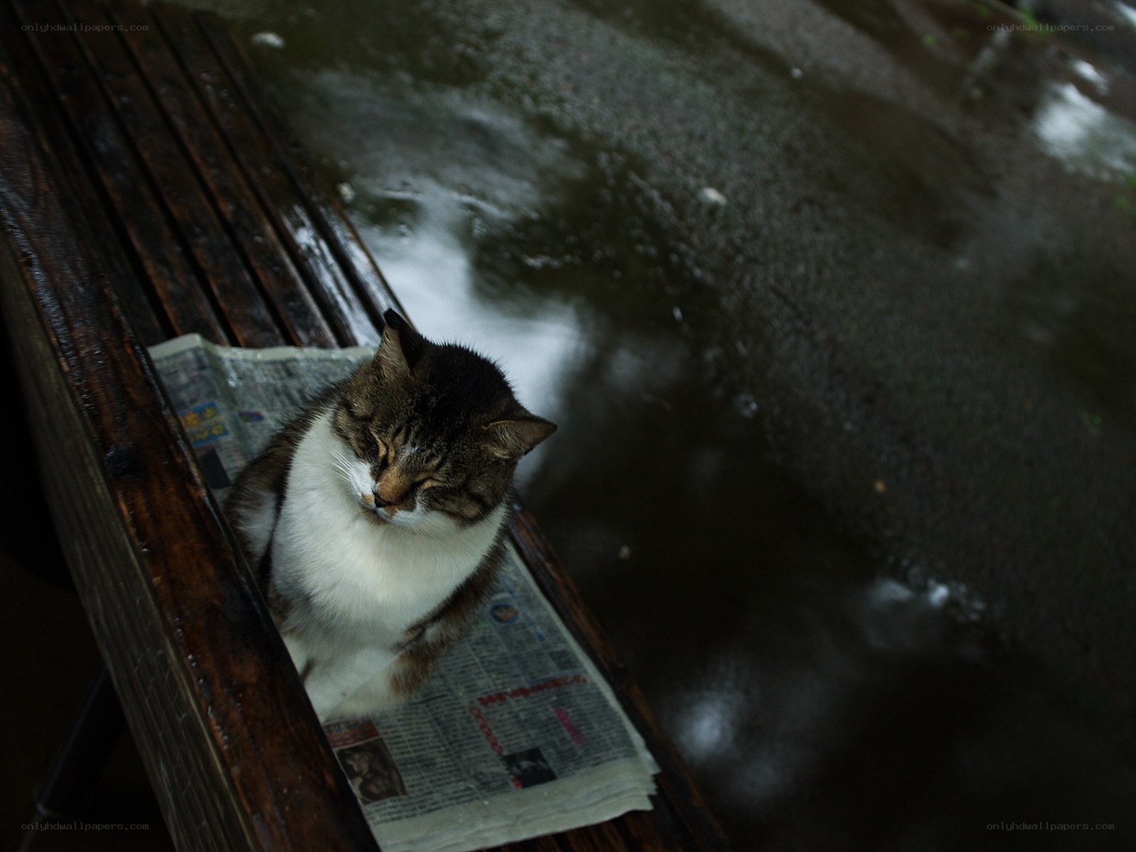 cat sleeping on bench