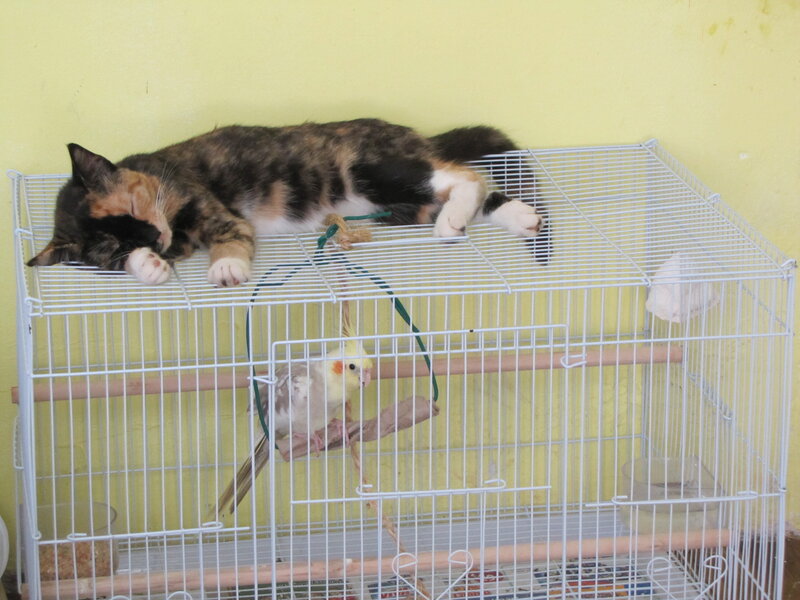 Cat Sleeping on Birdcage