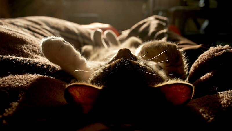 Cat Sleeping on Blanket — Brown, Serene