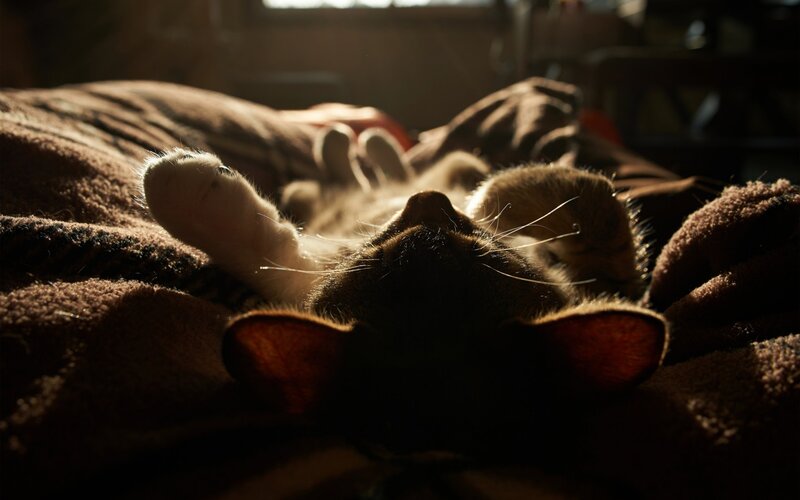 Cat Sleeping on Blanket — Brown
