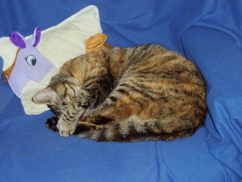Cat sleeping on blue blanket