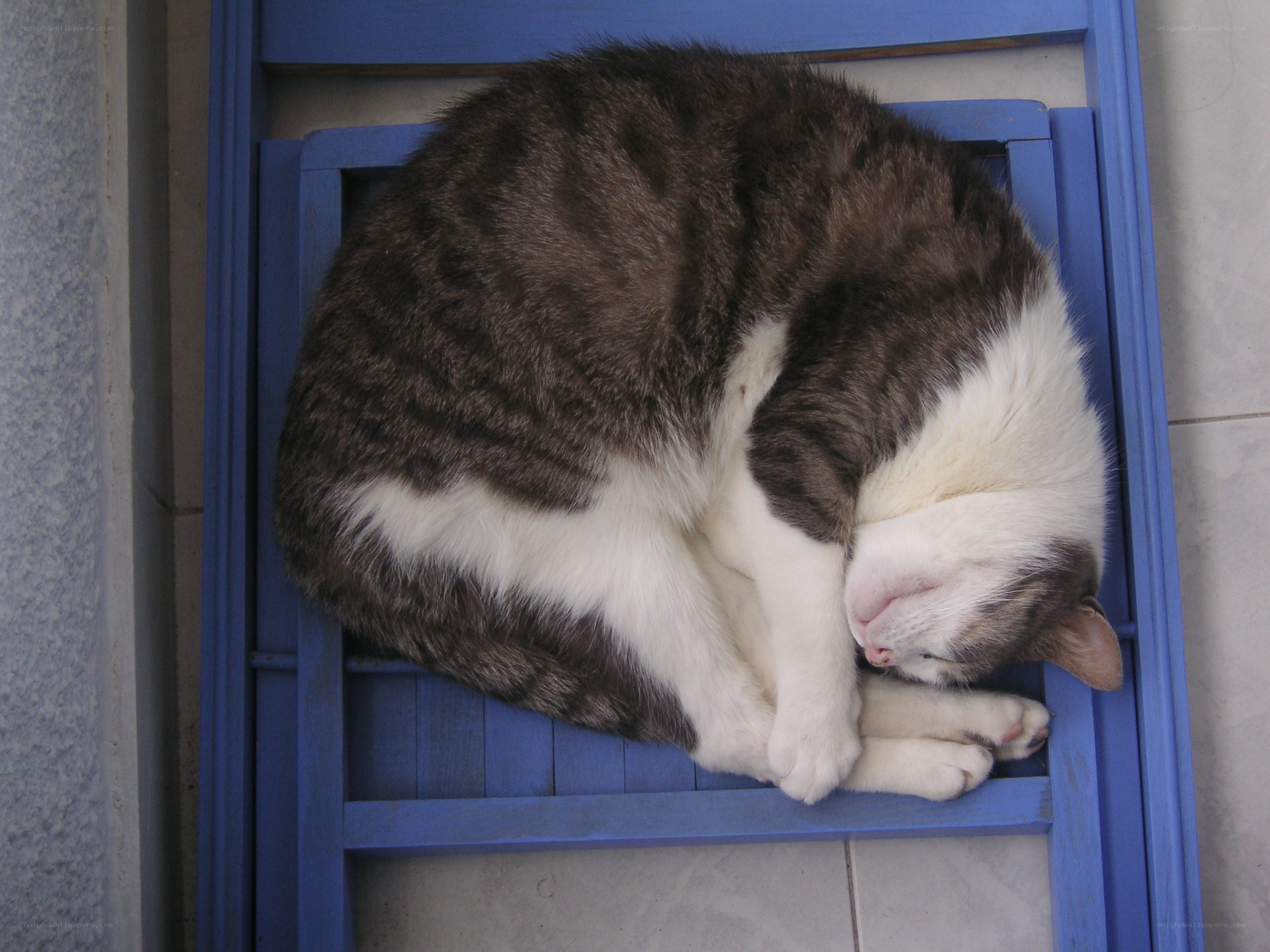 Cat sleeping on blue chair