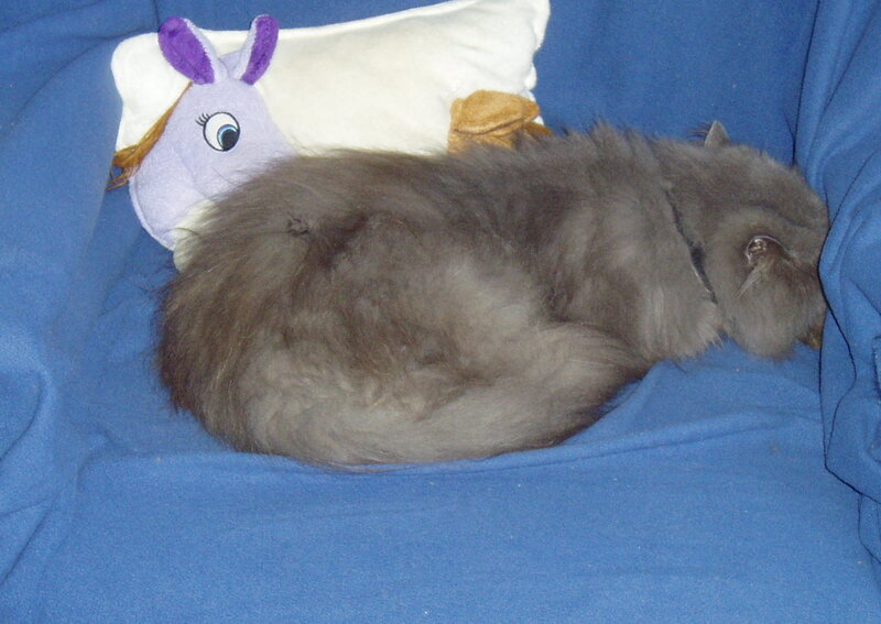 Cat sleeping on blue couch