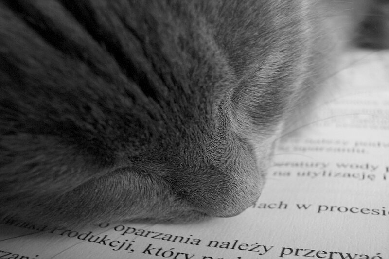 Cat Sleeping on Book