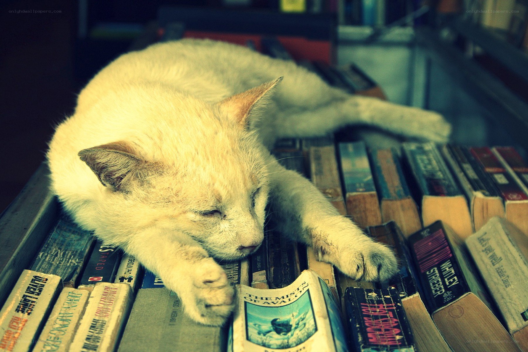cat sleeping on books