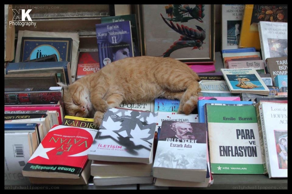 Cat sleeping on books