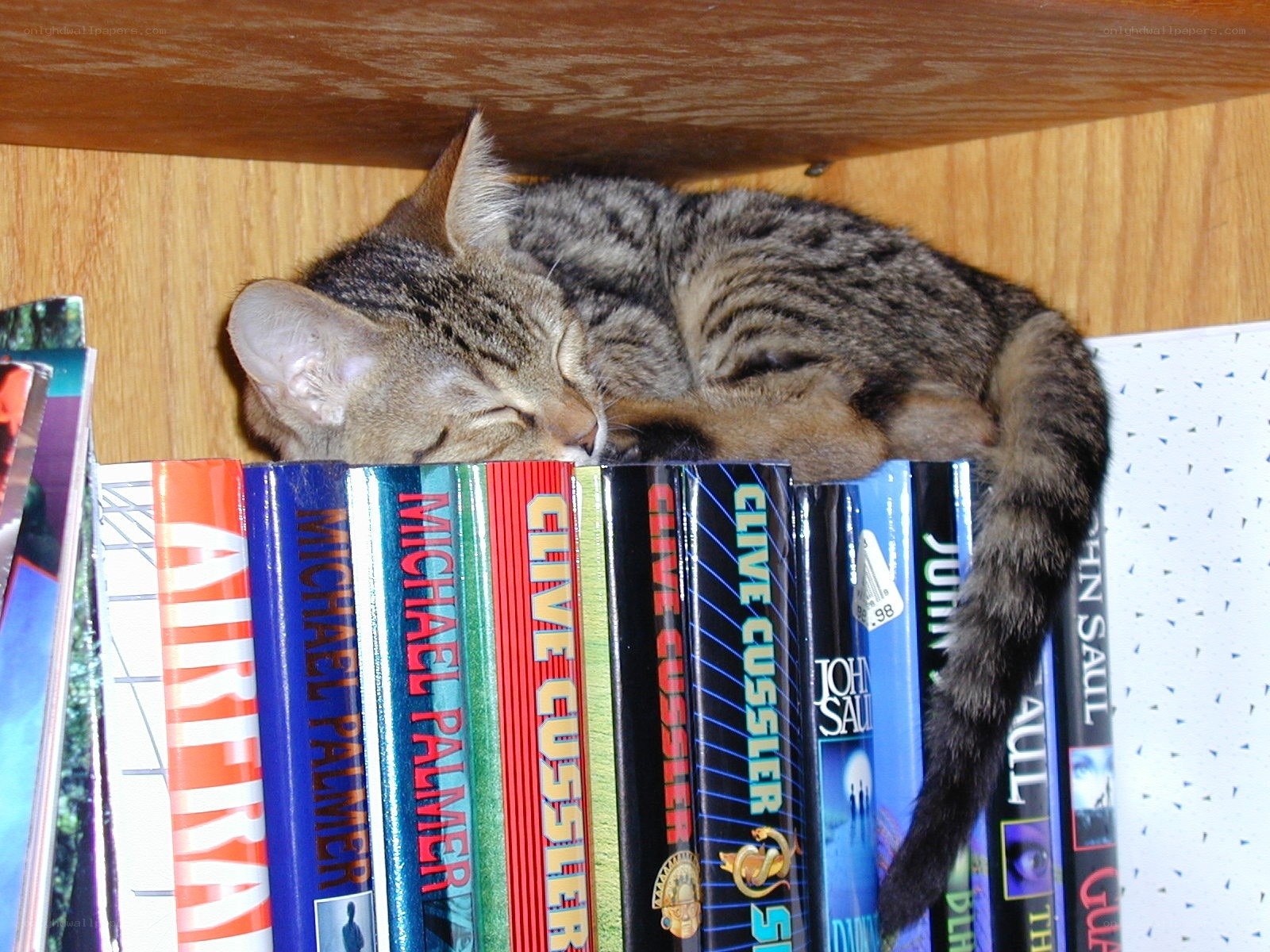 Cat sleeping on books