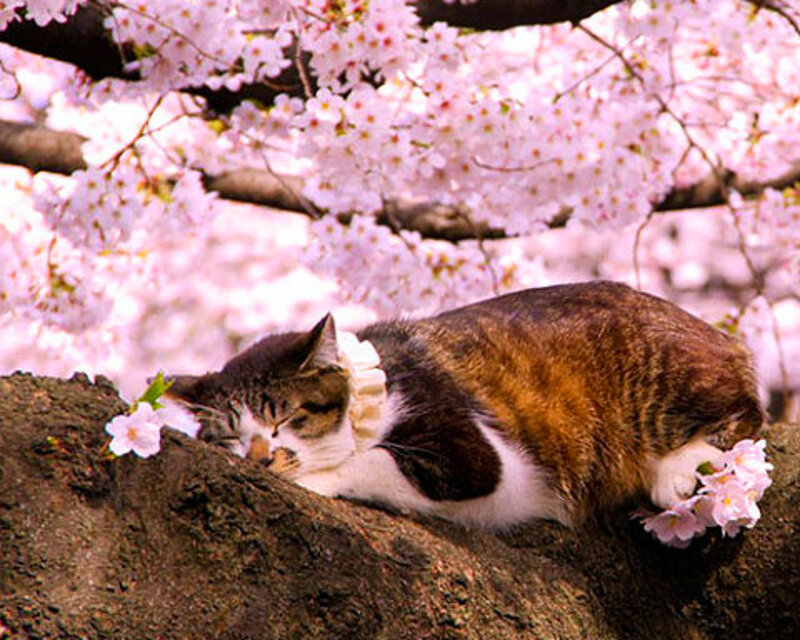 Cat Sleeping on Branch