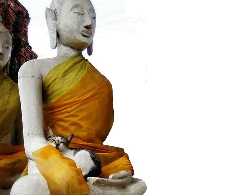 Cat Sleeping on Buddha Statue