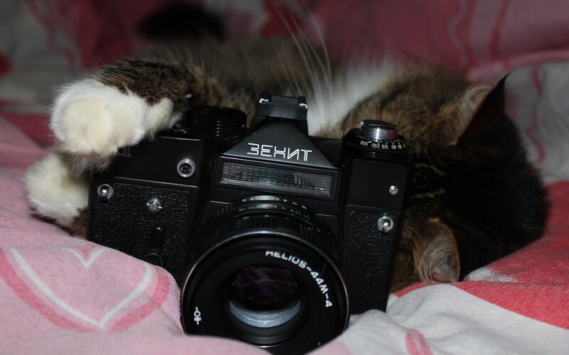 Cat Sleeping on Camera — Black