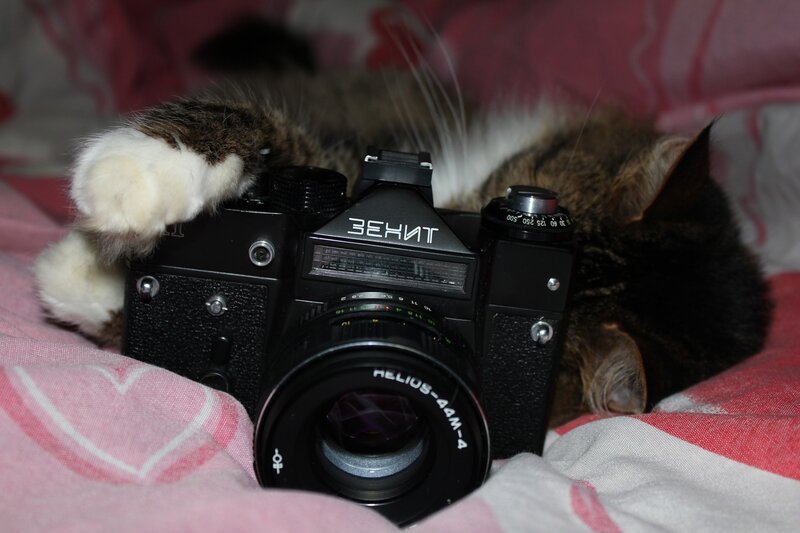Cat Sleeping on Camera