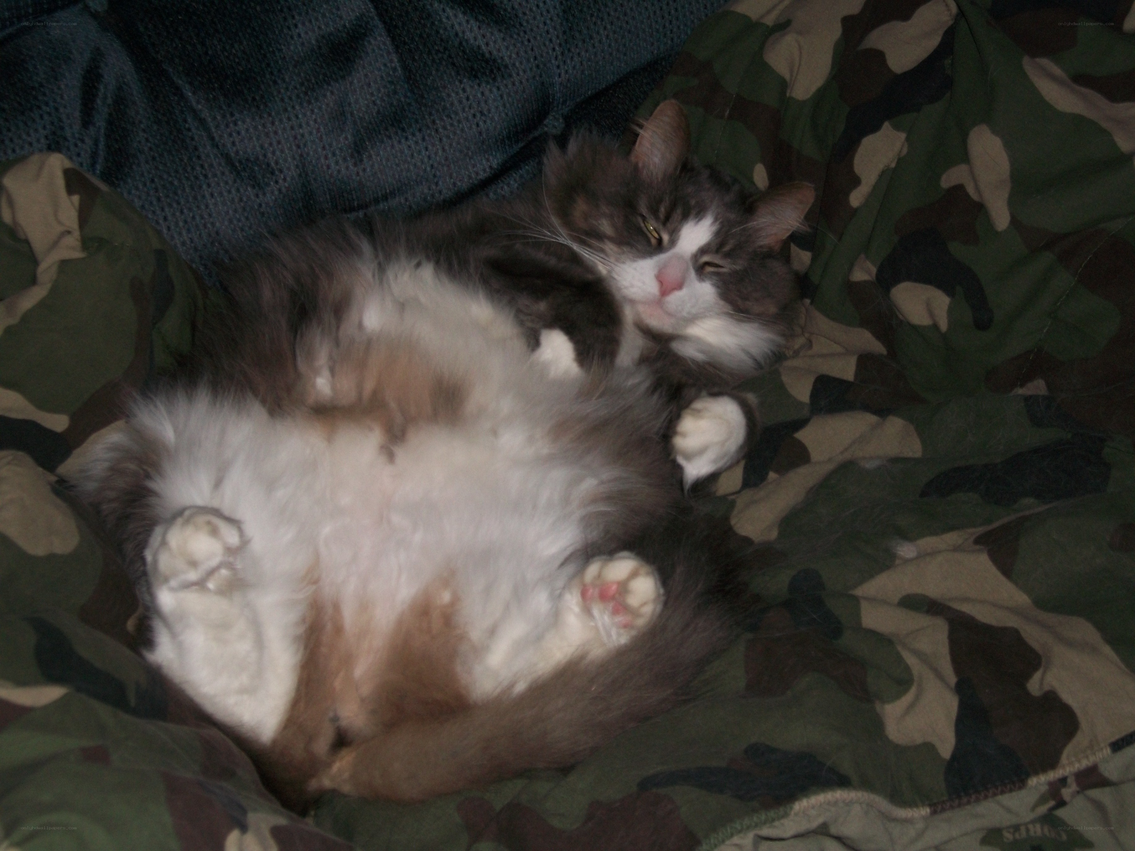 cat sleeping on camouflage blanket