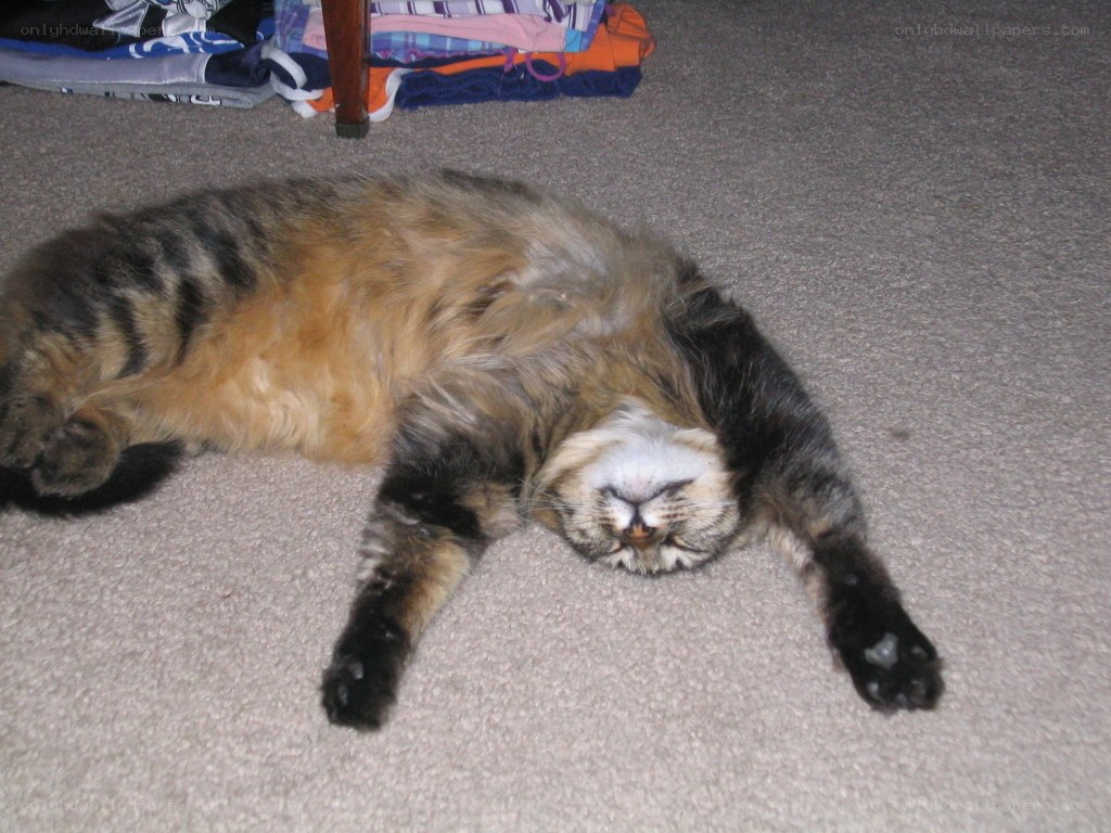 cat sleeping on carpet
