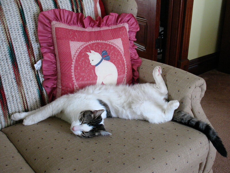 Cat Sleeping on Chair — Beige