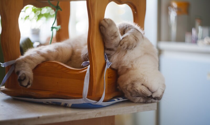 Cat Sleeping on Chair — Brown
